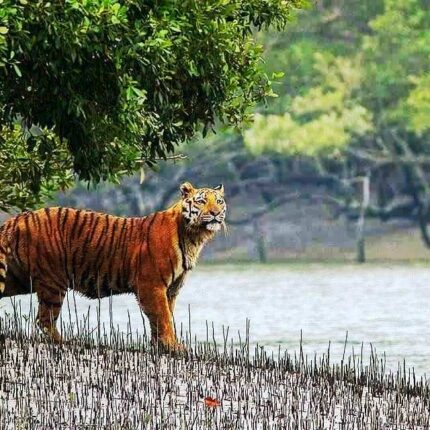 SUNDARBAN MANGROVE SAFARI