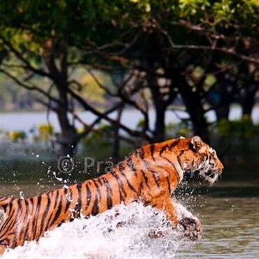 SUNDARBAN