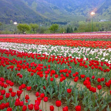 Kashmir with Amritsar & Vaishno Devi