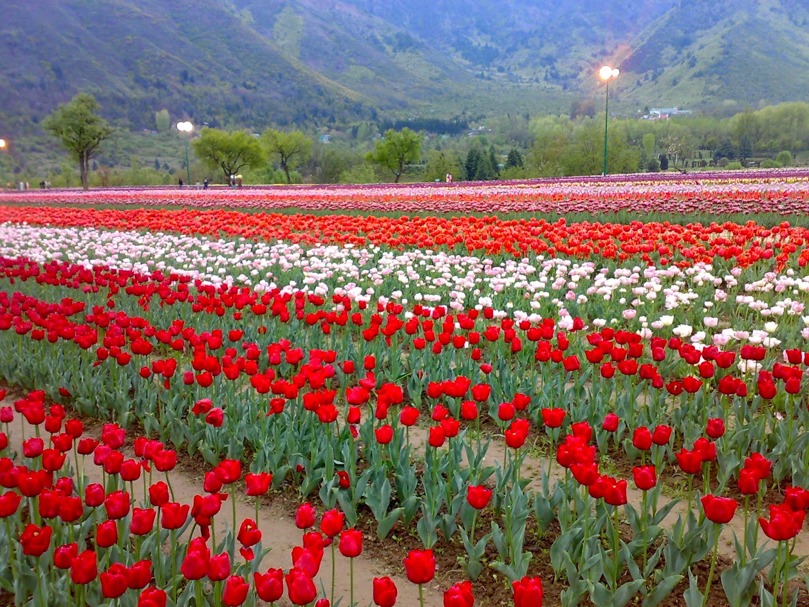 Tulip-Garden-Srinagar Tulip-Garden-Srinagar