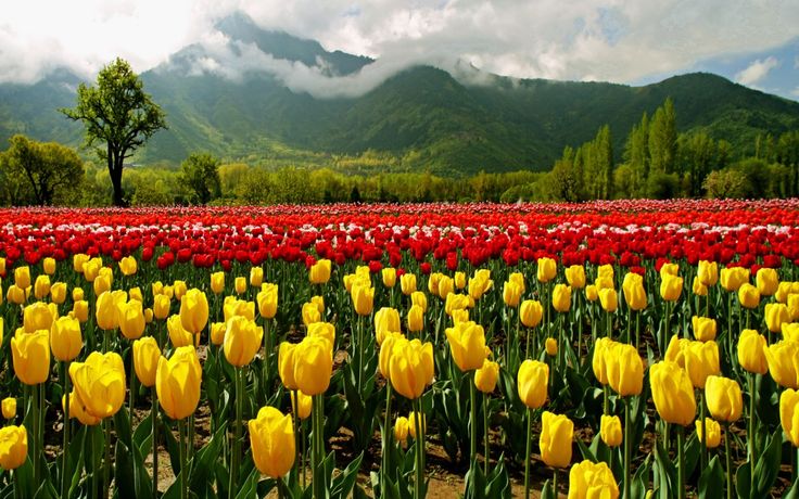 faaa1eddda91137466bb1a0b5ac29b5f–kashmir-tourism-tulips-garden faaa1eddda91137466bb1a0b5ac29b5f–kashmir-tourism-tulips-garden