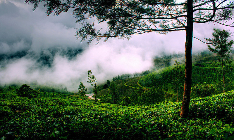 munnar-kerala-photos munnar-kerala-photos