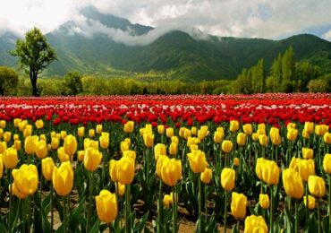 KASHMIR
